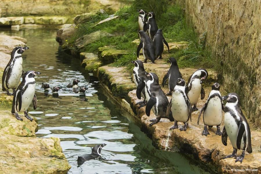 Observe the adorable penguins