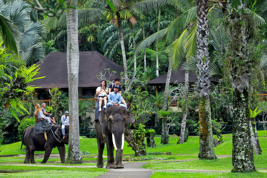 Indonesia Family Tour Package Image
