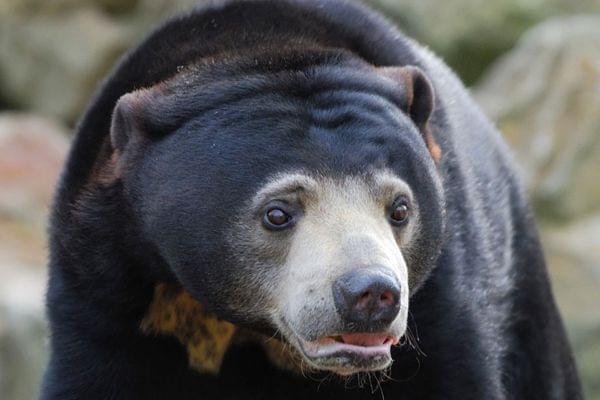 Bears of the Rising Sun in Colchester Zoo