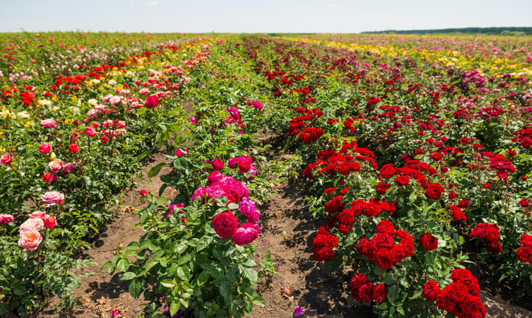 Deshbandhu Rose Garden