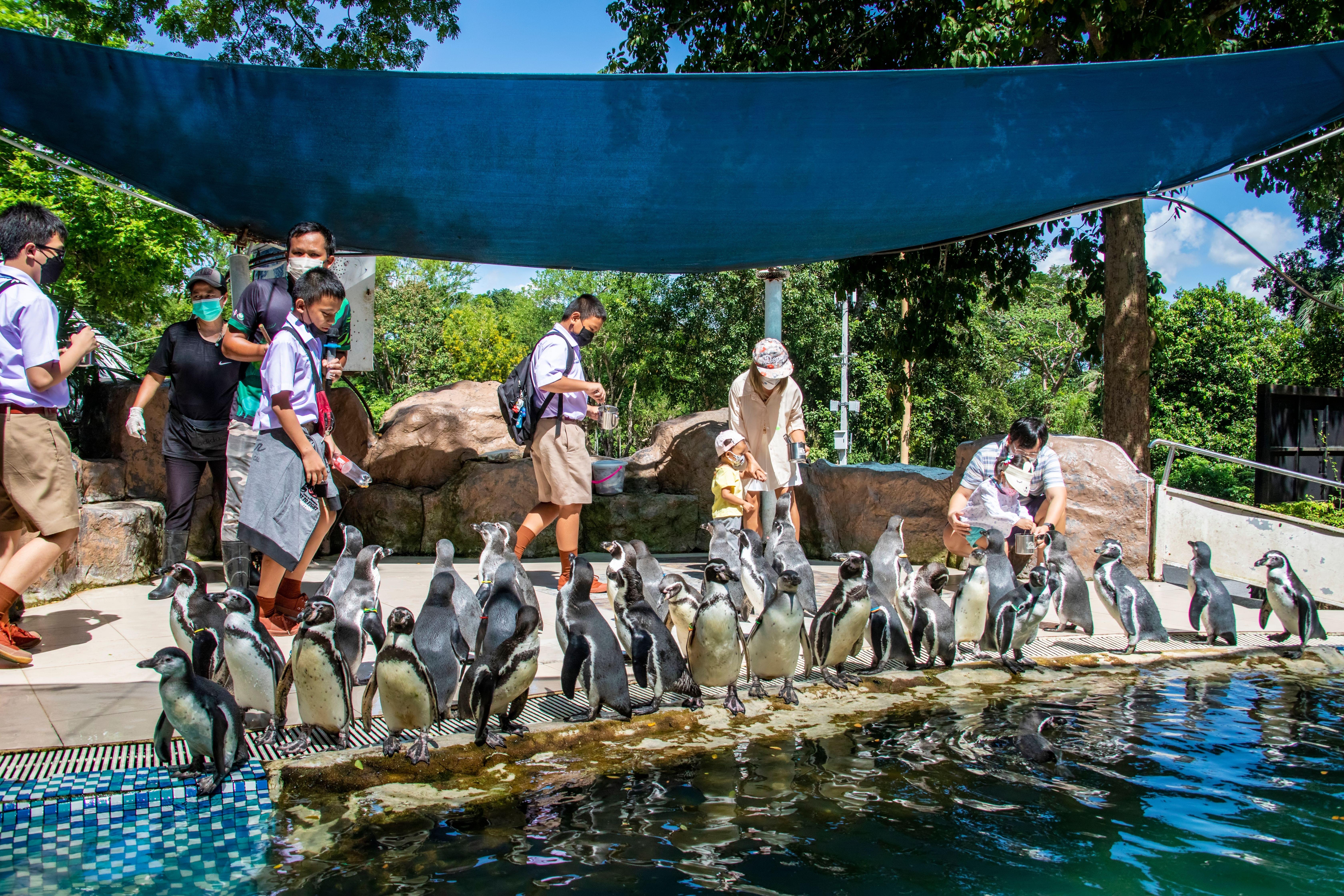 People with Penguins Khao Kheow Open Zoo