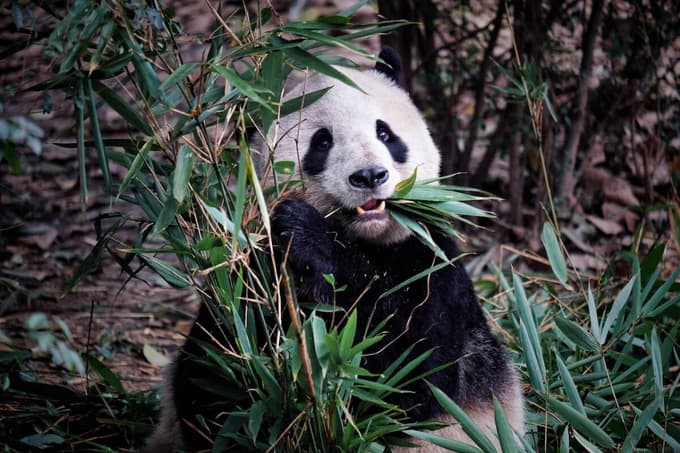 Don't forget to encounter Panda