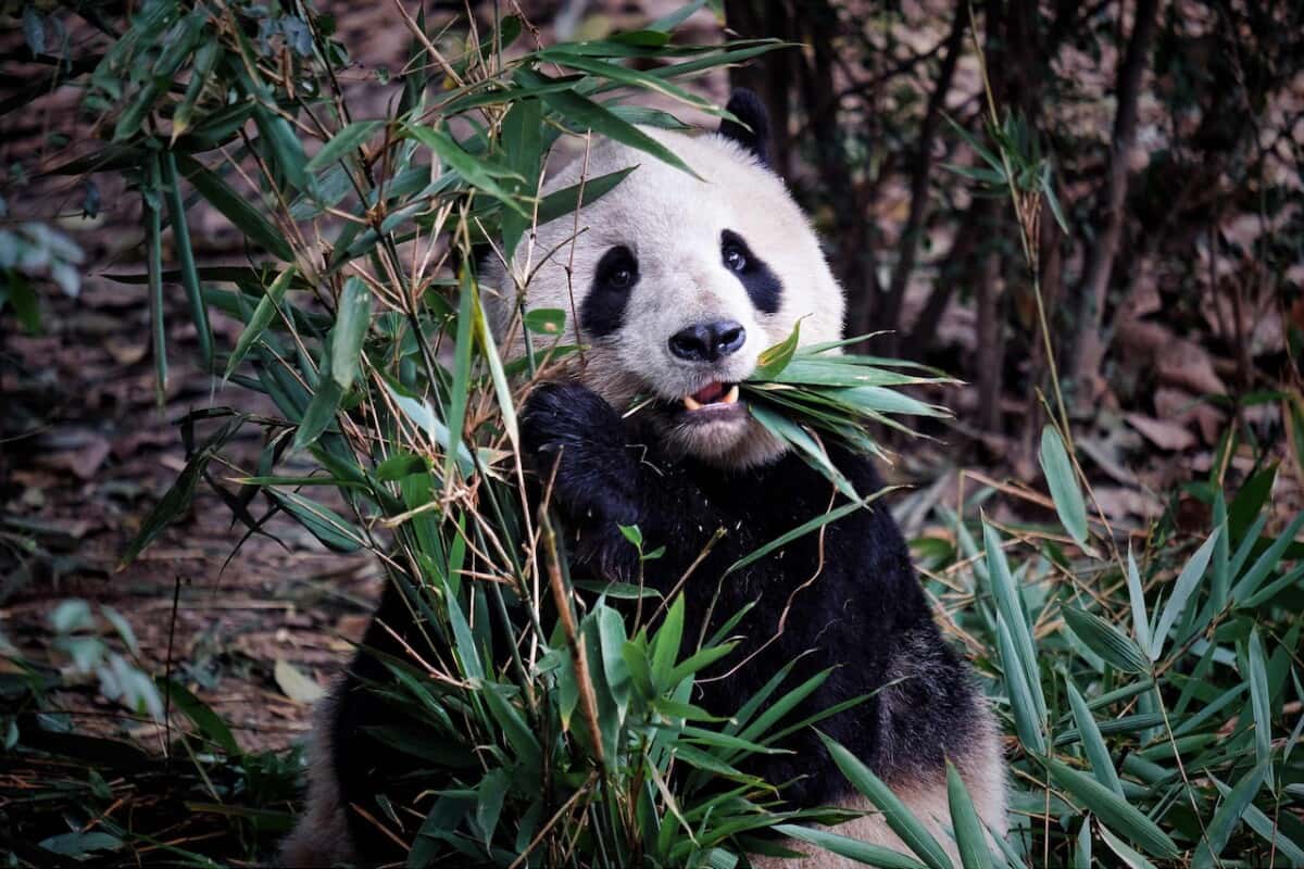 Chiang Mai Zoo Tickets