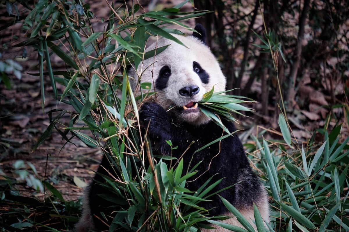 Don't forget to encounter Panda