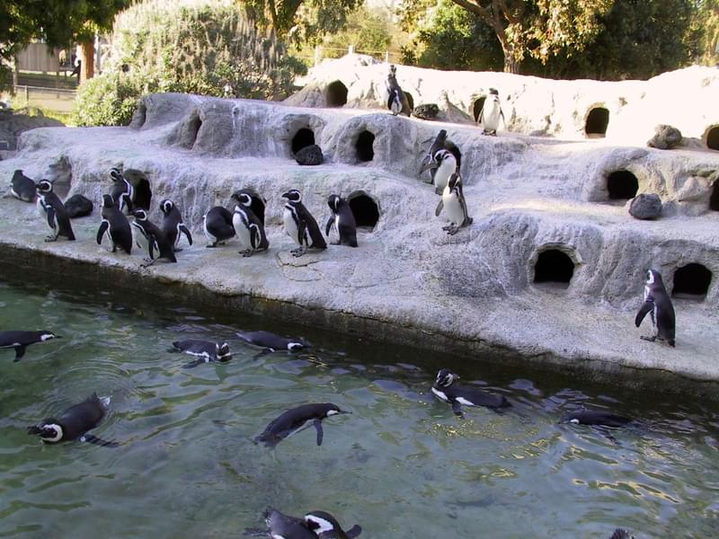 Explore penguin island and see adorable penguins