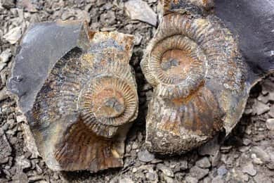 Discover the Fossil Fields of Langza