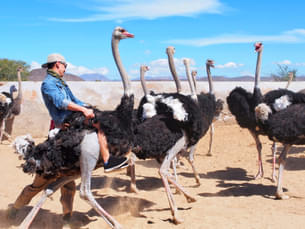 Highgate Ostrich Farm Tour Ticket