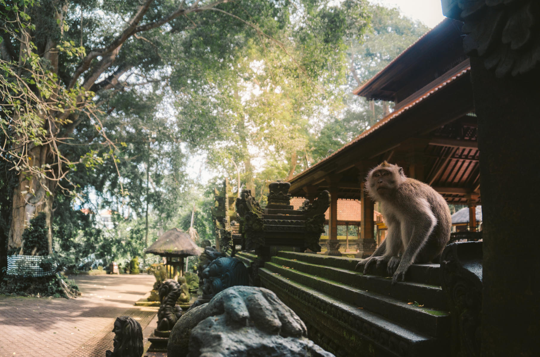 Welcome to the Monkey Forest in Ubud