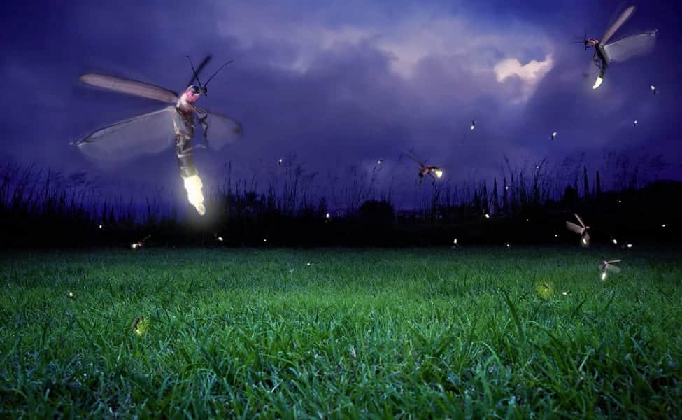 Watch fireflies at the Kampung Kuantan Firefly Park