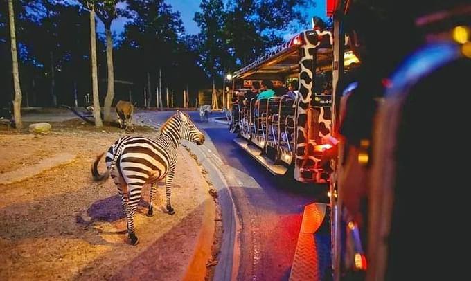 Chiang Mai Night Safari