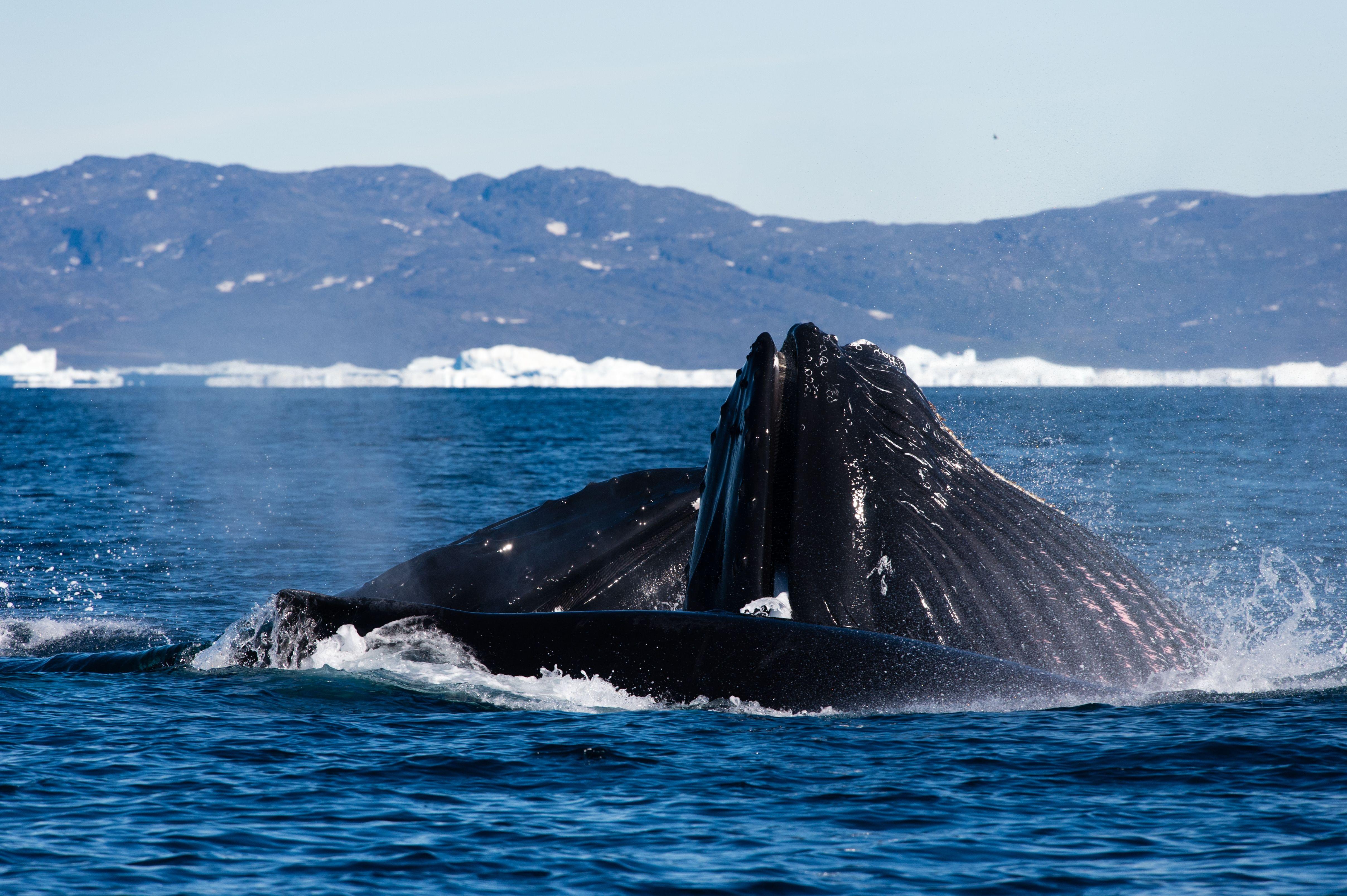 Whale at Disko Bay