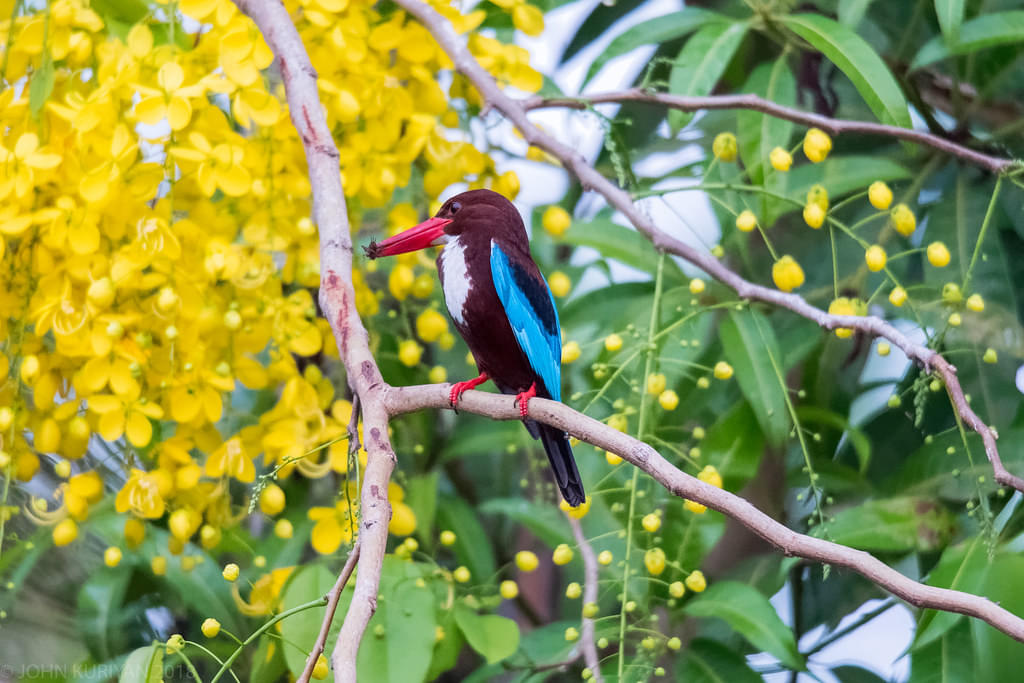 Kumarakom Bird Sanctuary