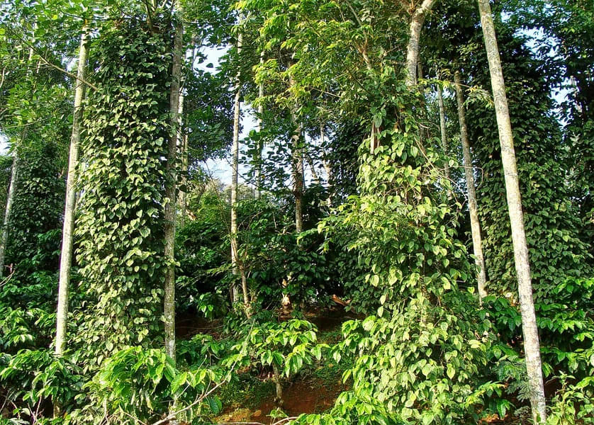 Satria Coffee Plantation Overview