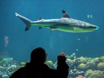 Spot blacktip reef shark during your excursion to the Sea Life