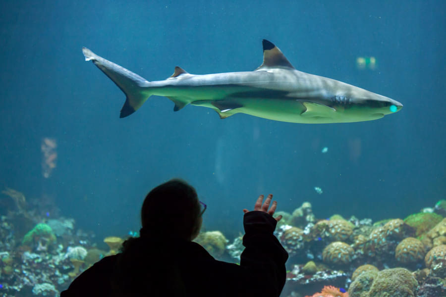 Spot blacktip reef shark during your excursion to the Sea Life