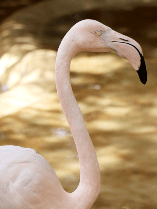 Flamingo Park.png