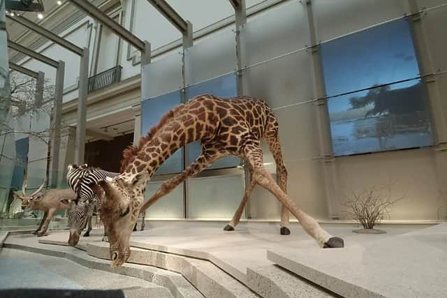 Visit the Hall of Mammals