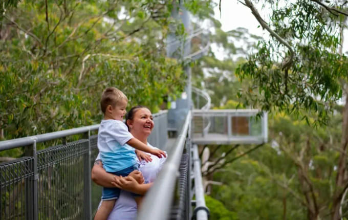 Otway Fly Treetop Adventures