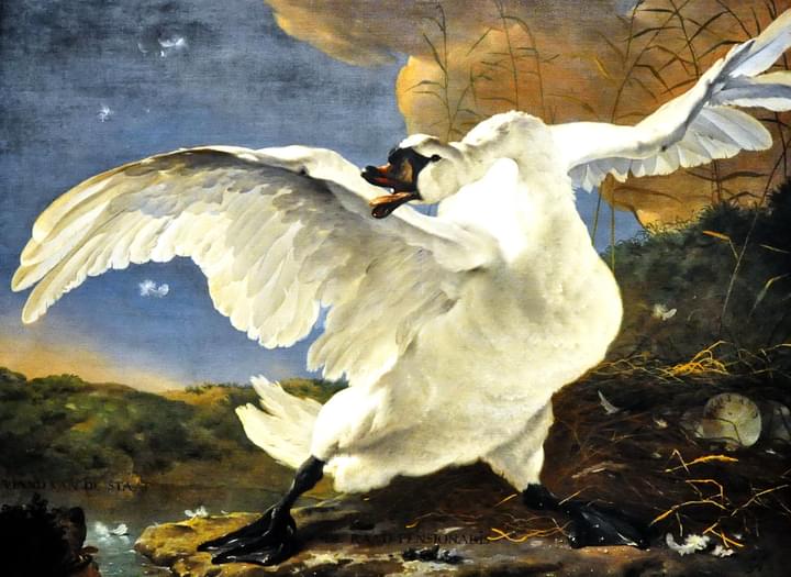 The Threatened Swan Paintings in Rijksmuseum