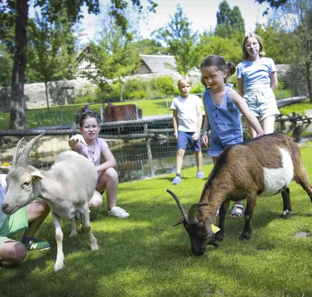 Interact with goats and feed them at the farm