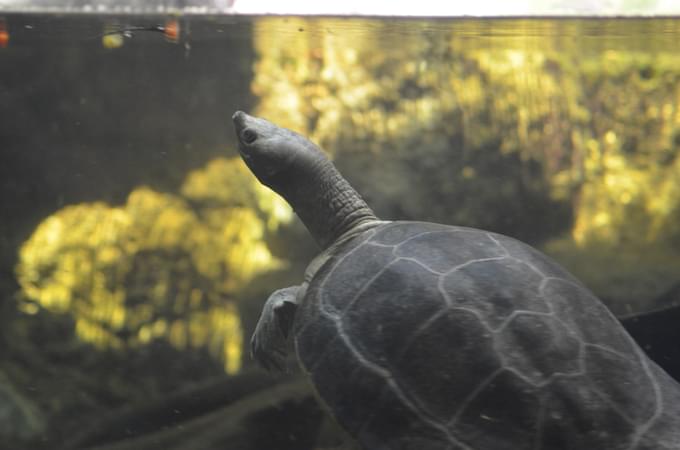 Tortoise at Singapore Zoo