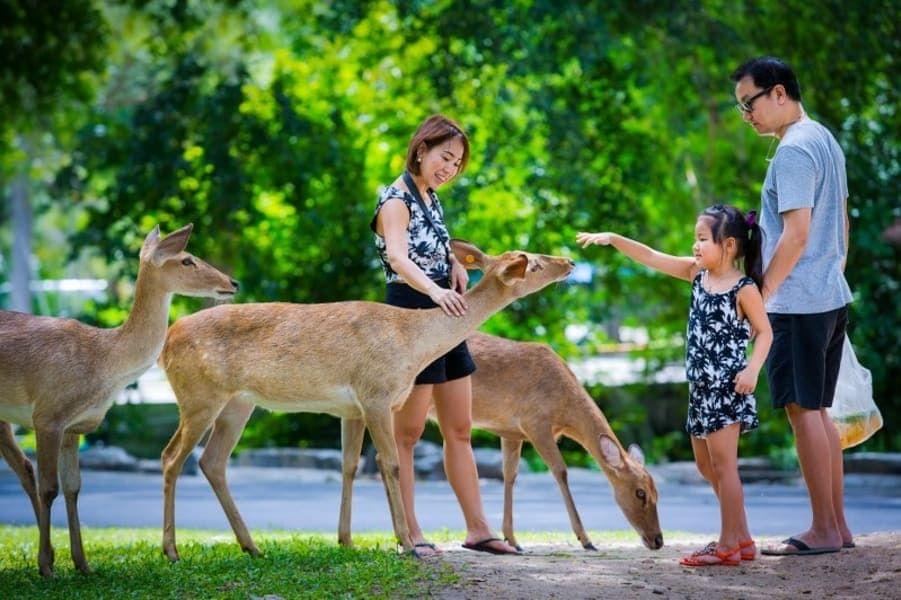 People Playing with Deer in Bronx Zooo