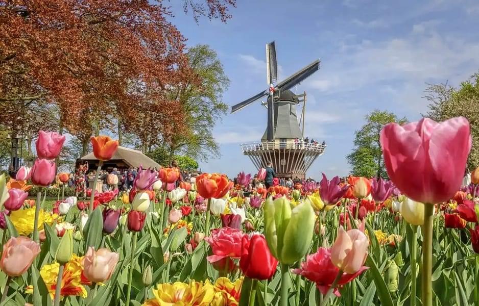 Carnation and Summer Flowers Show in Keukenhof