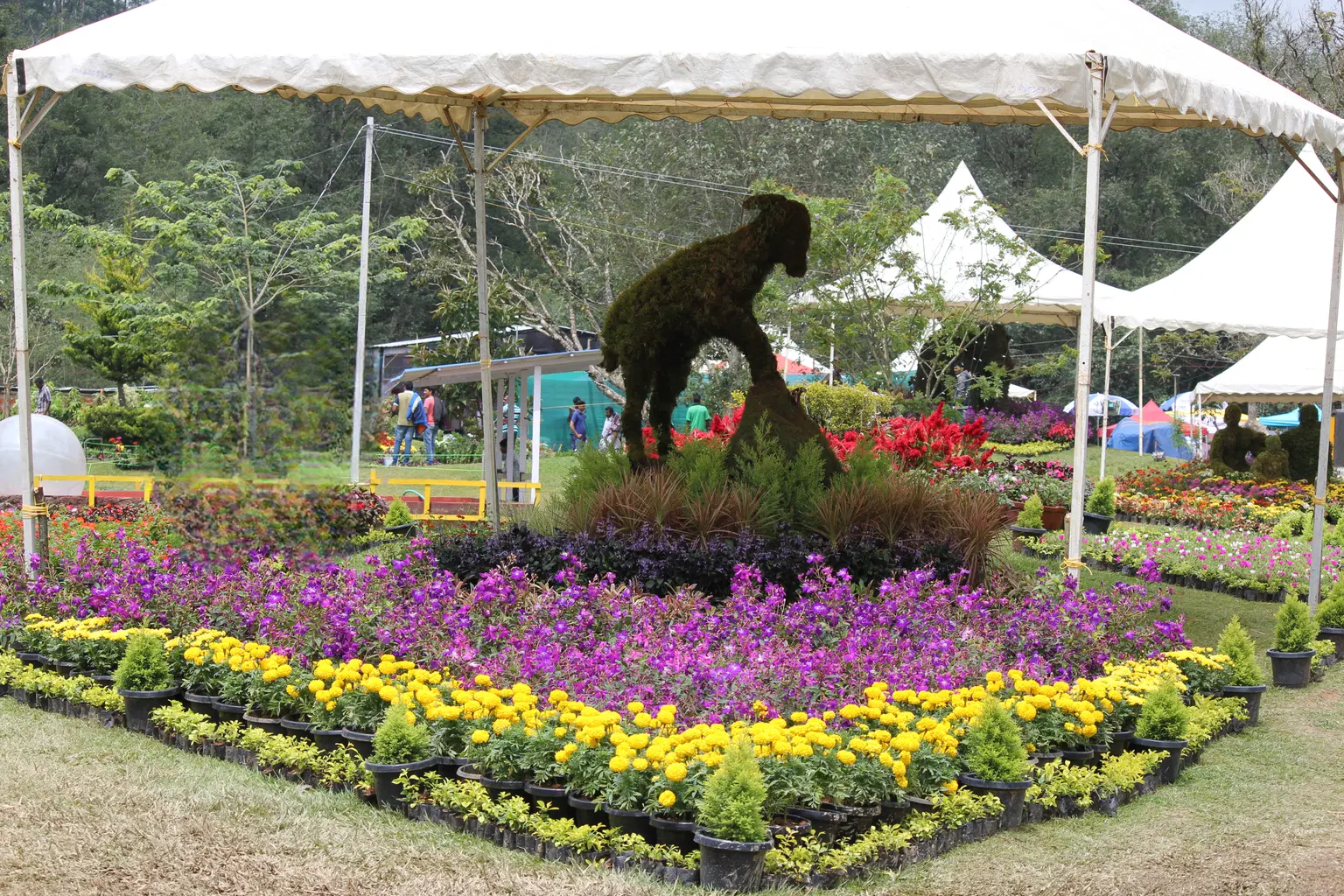 Munnar Flower Show Garden