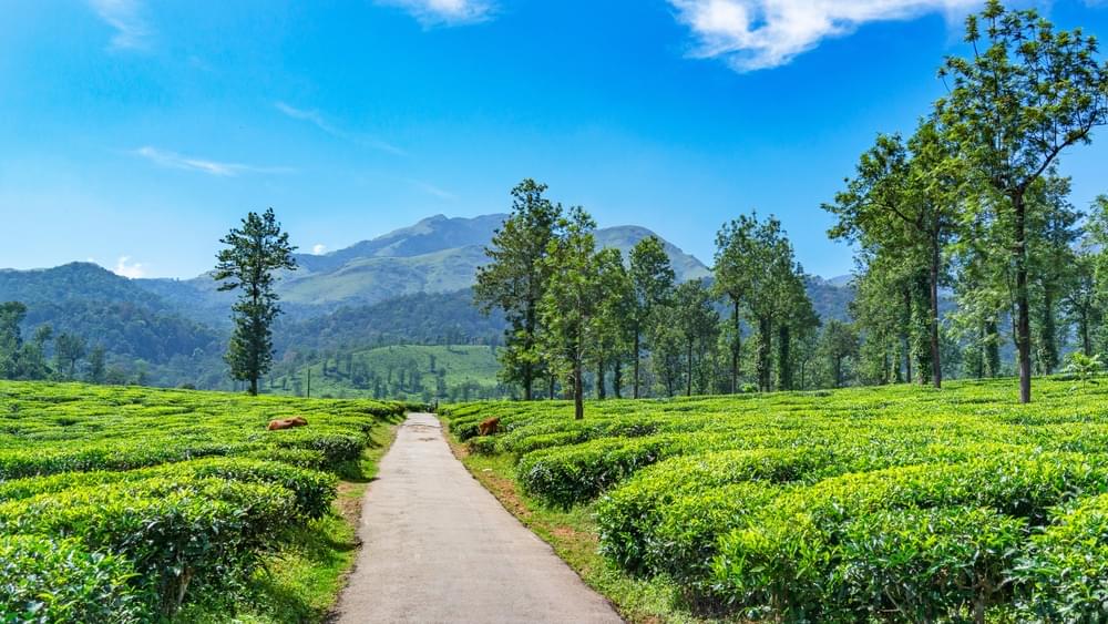 Wayanad Tour Package from Madurai Image