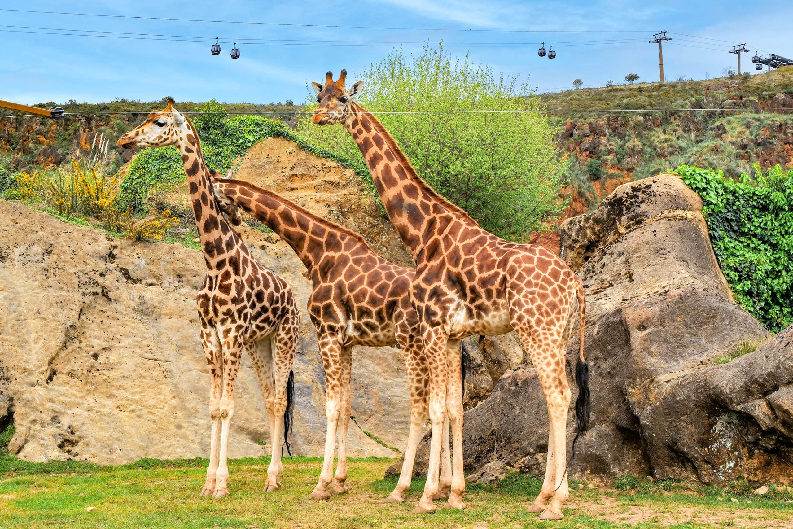 Witness these beautiful animals at the Cabarceno Natural Park
