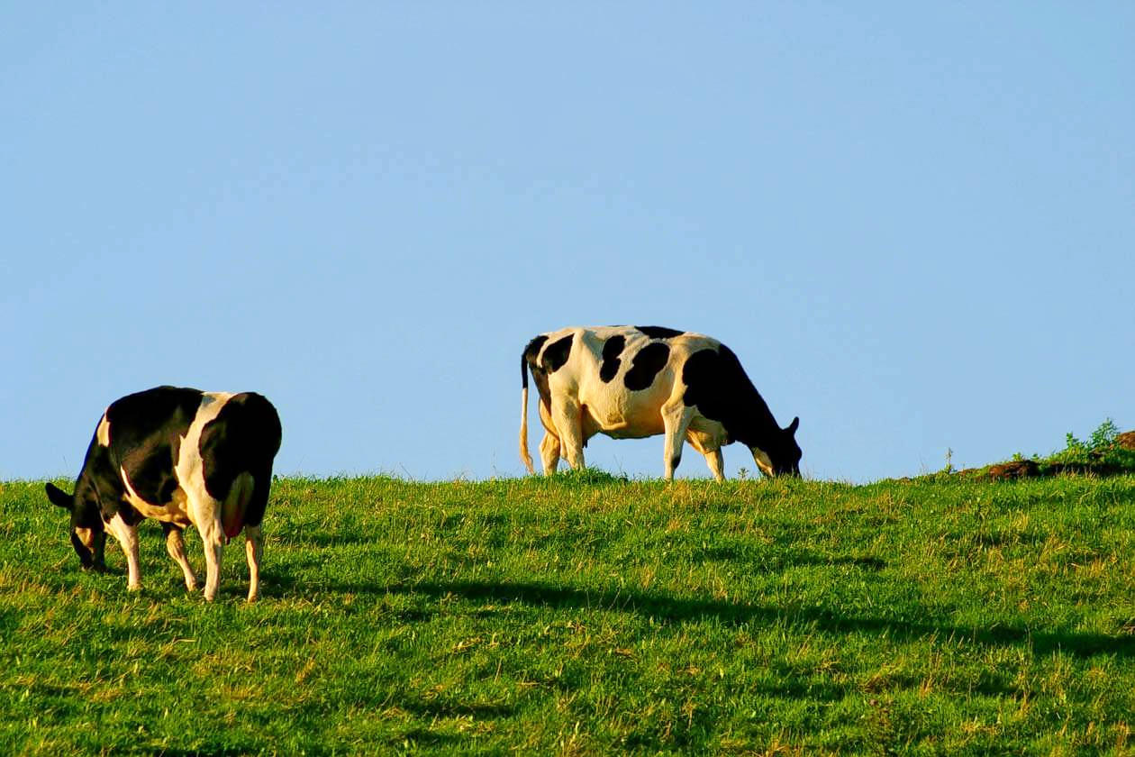 Indo Swiss Dairy Farm Overview