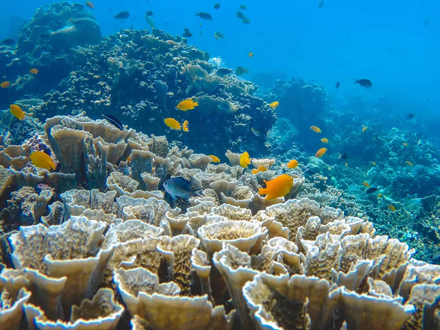 Explore Amed Reef