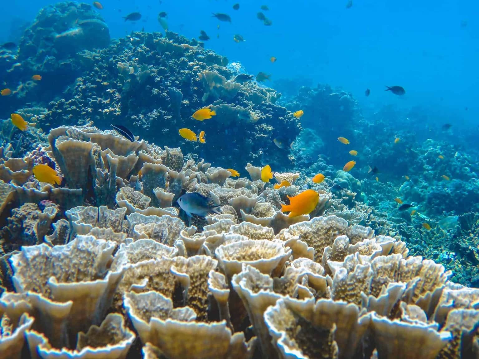 Explore Amed Reef