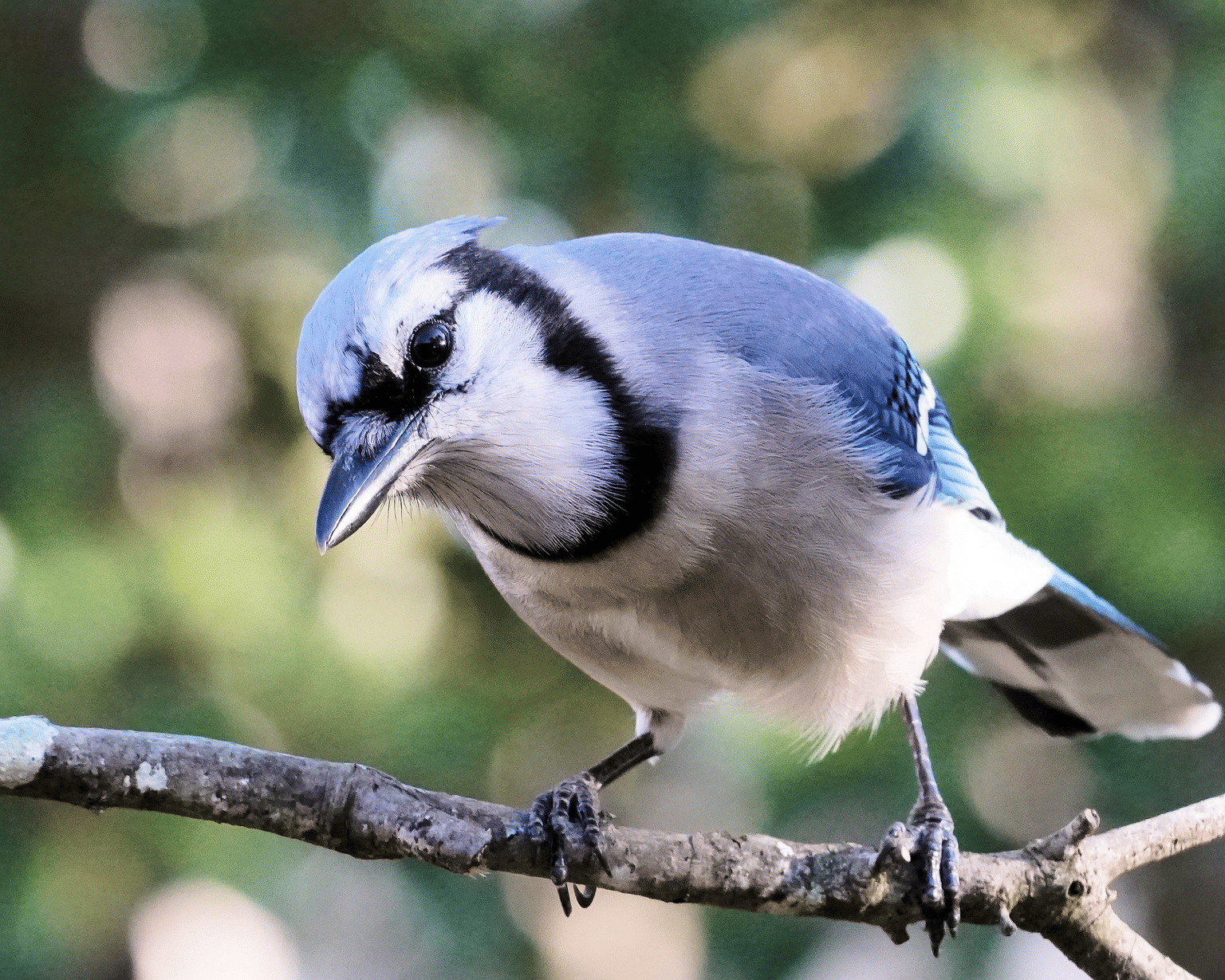 Go on a Bird Watching Expedition