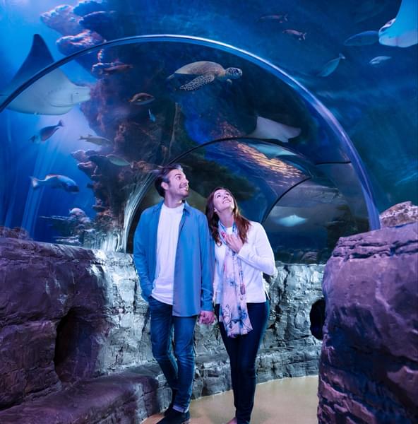 Visit SEA LIFE Aquarium in San Antonio to see the fascinating marine world