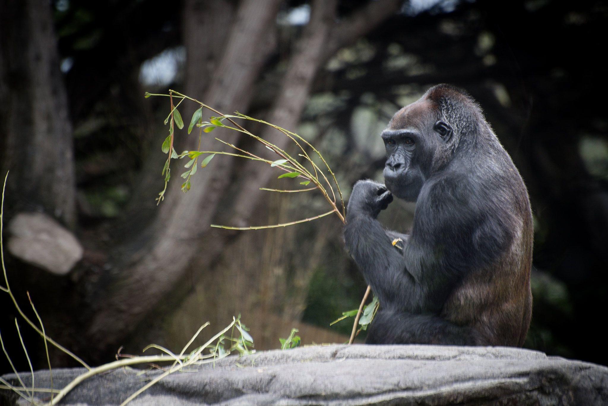 San Francisco Zoo Tickets