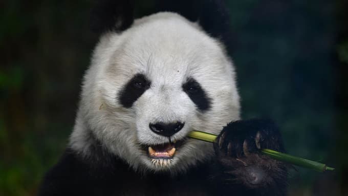 Visit Zoo Koki one of the top botanical gardens and zoos in Spain