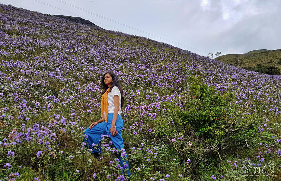 Neelakurinji Trek Image