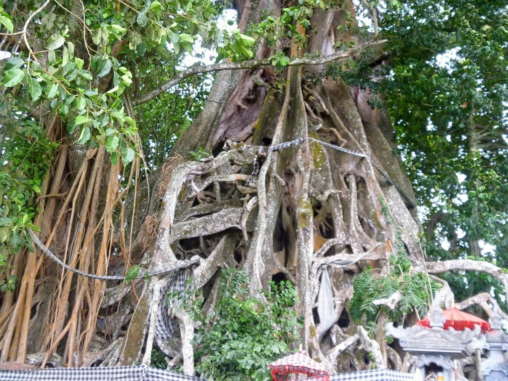 Giant Banyan Tree, <em>Bali</em>
