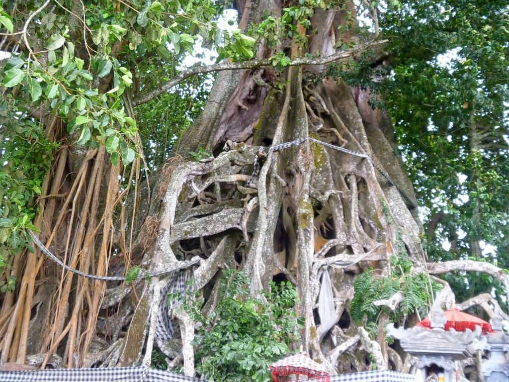 Giant Banyan Tree Overview