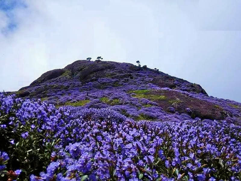 Neelakurinji Trek Image