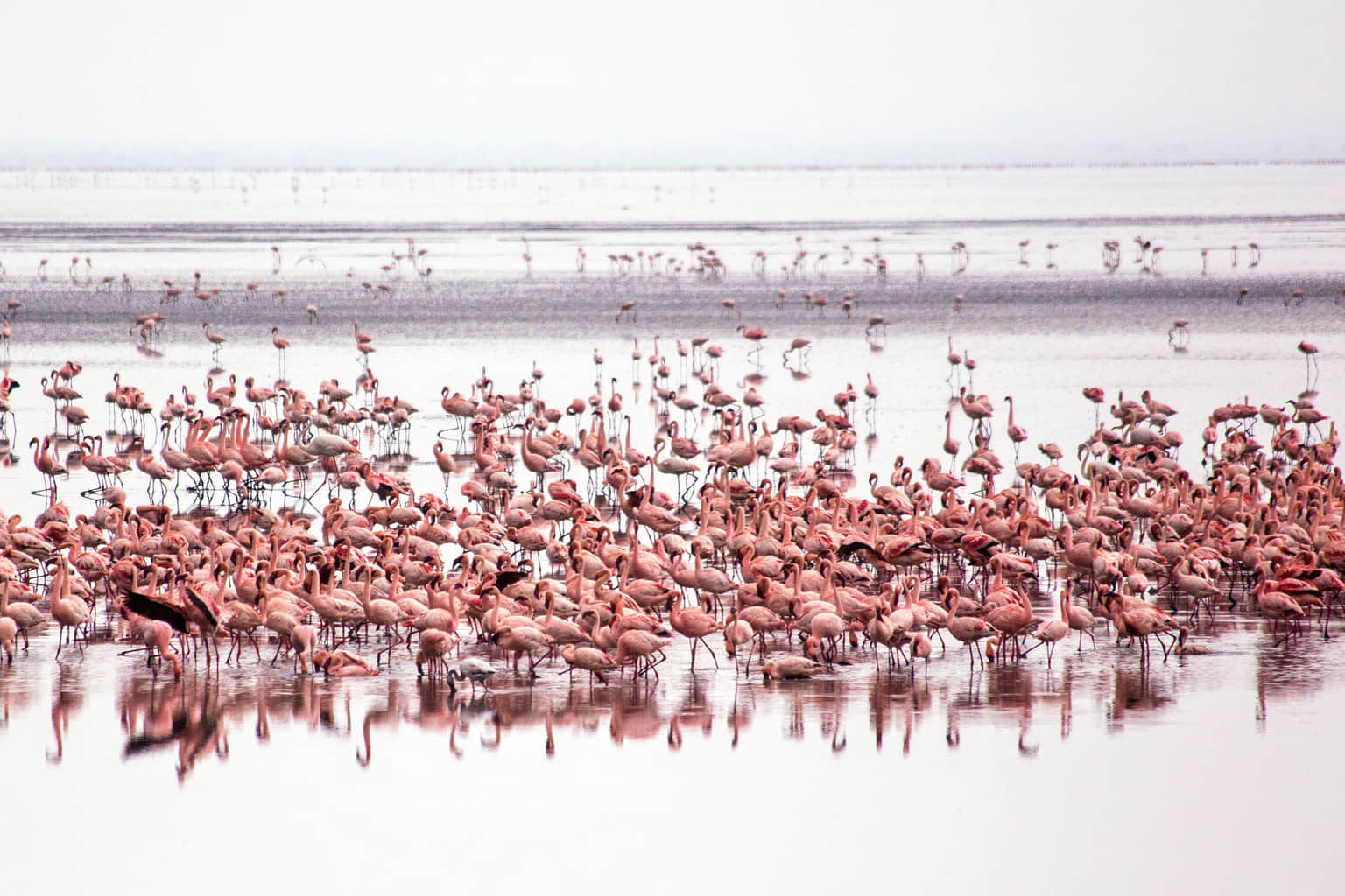 Lake Manyara National Park, <em>Tanzania</em>