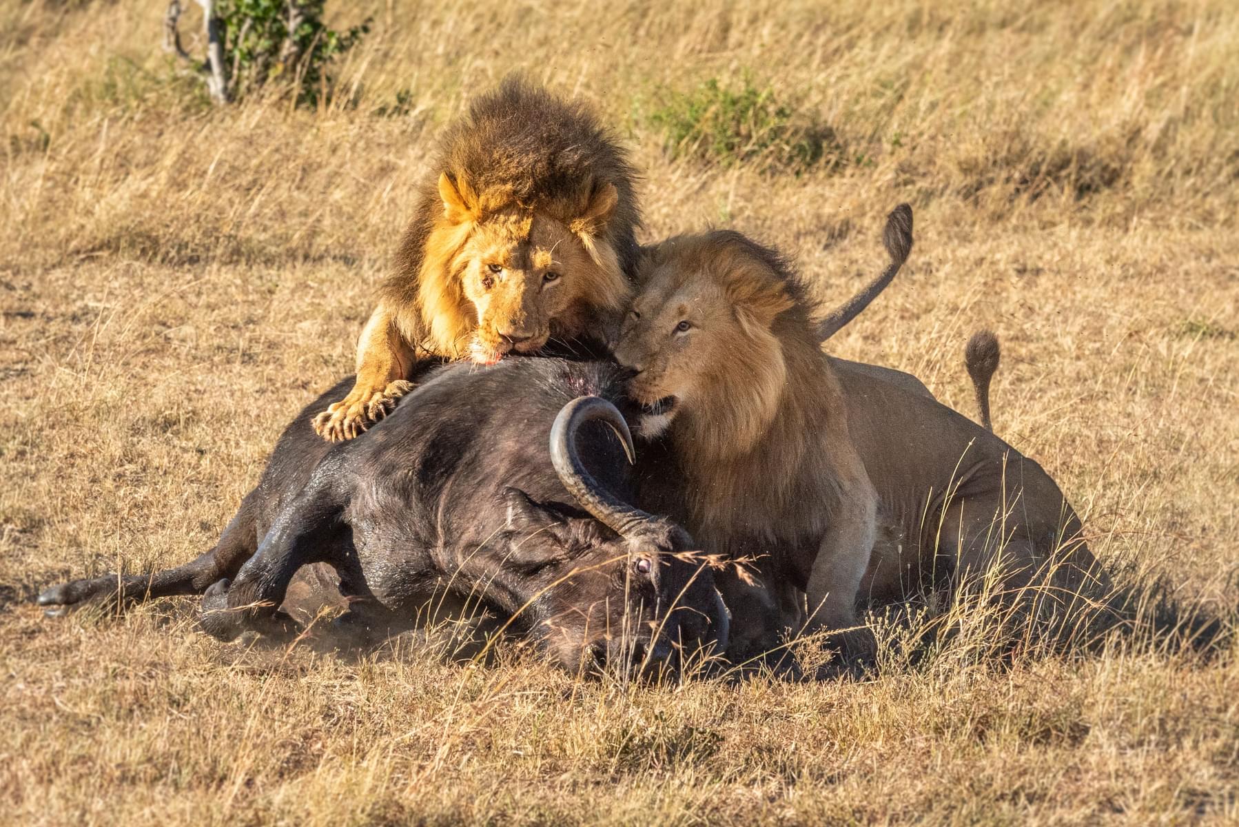 Safari Lion’s feeding