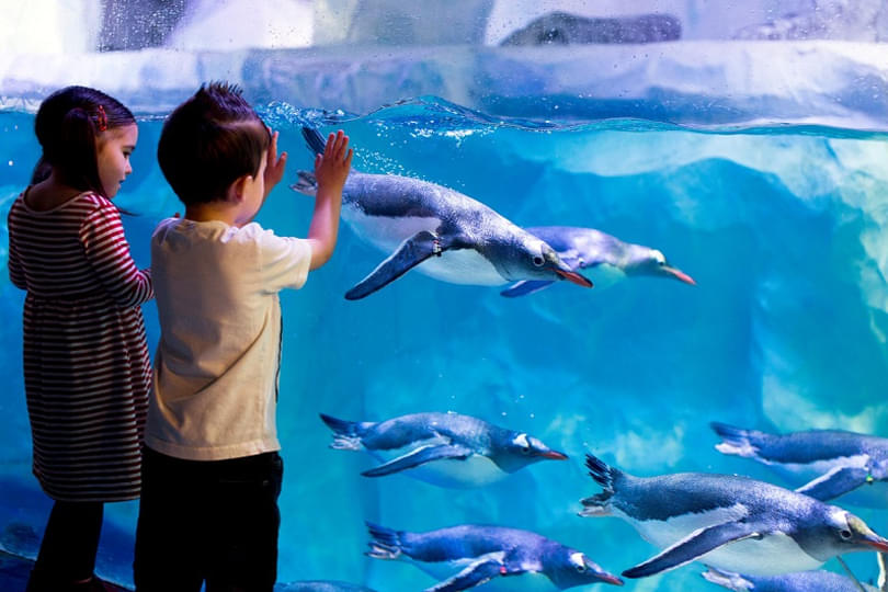 Let your kids observe the Gentoo penguins as they glide past you