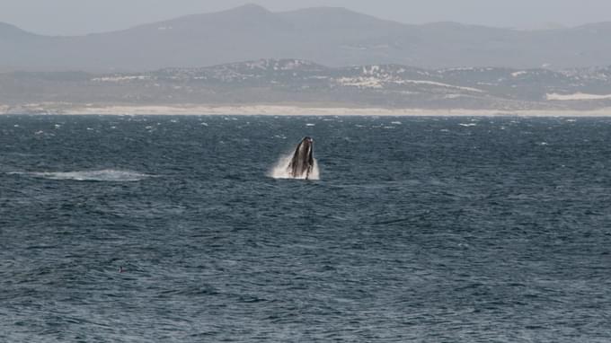 Hermanus Whale Watching