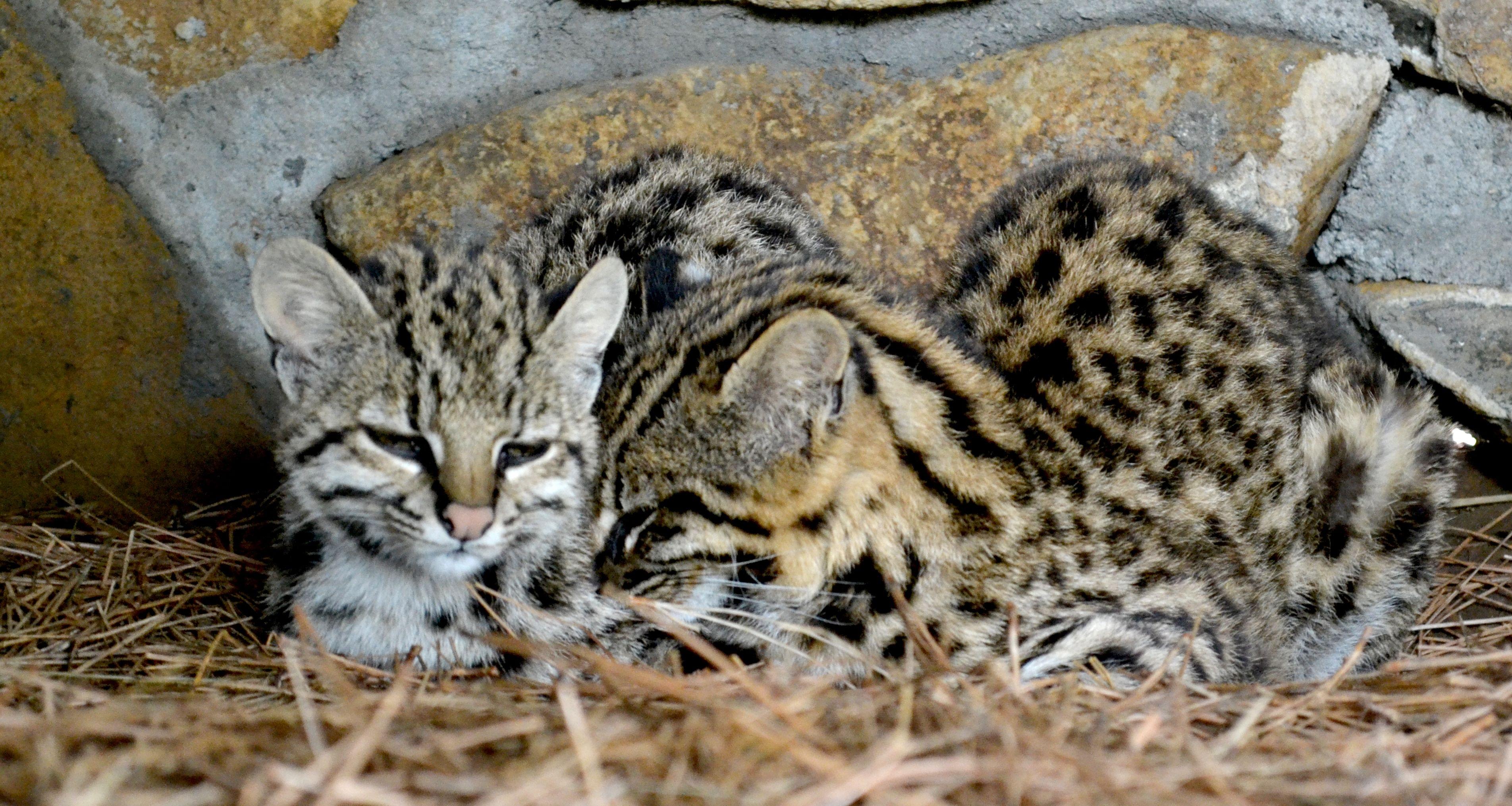 Ocelot in Gramado Zoo