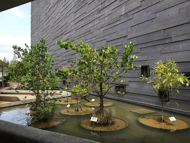Mangrove, Swamps And Dryland Forest