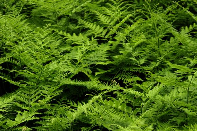 Fern garden.jpg