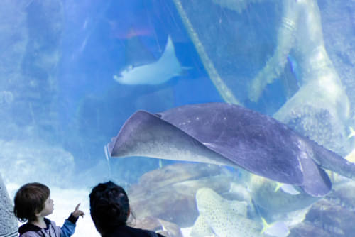 Sea Life Blankenberge