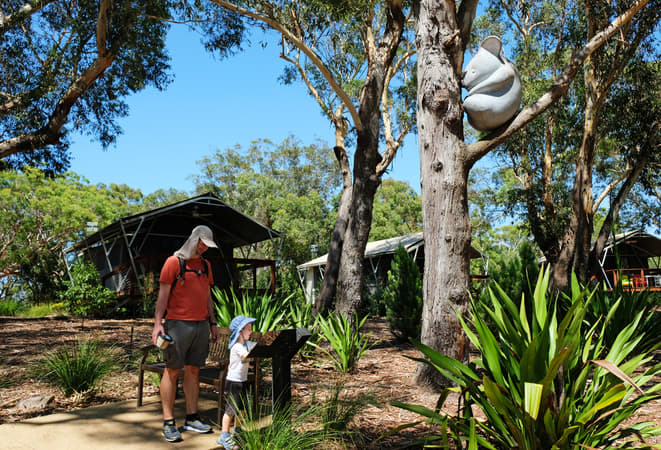 Port Stephens Koala Sanctuary